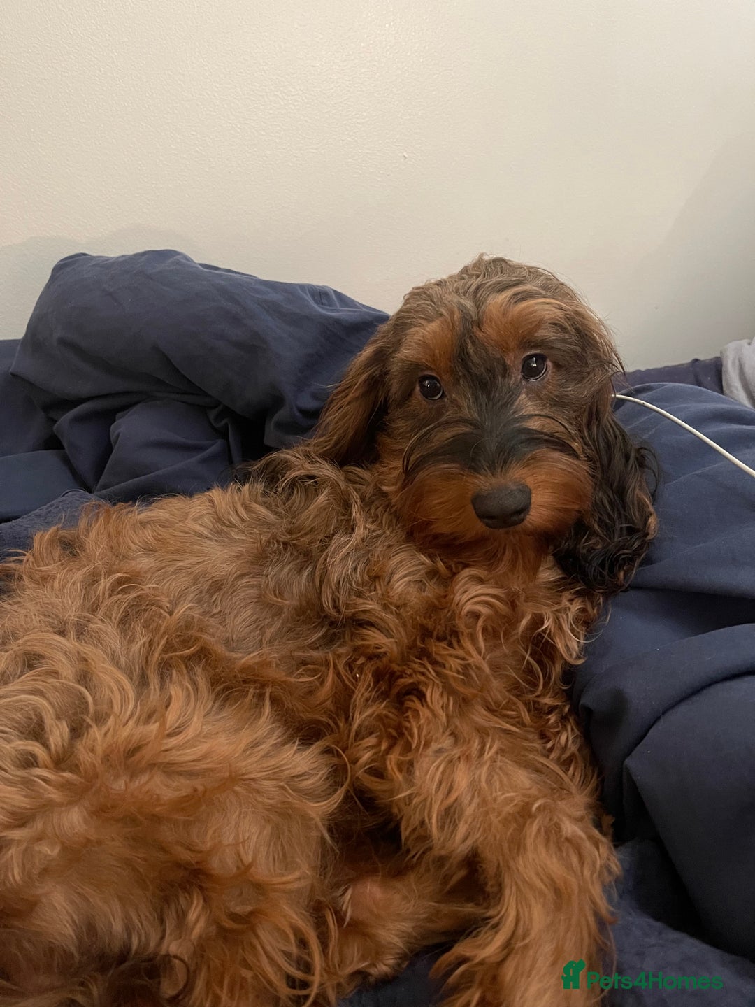 Cockapoo dogs for sale: F2 cockapoo for sale (black male left)  - Advert 5