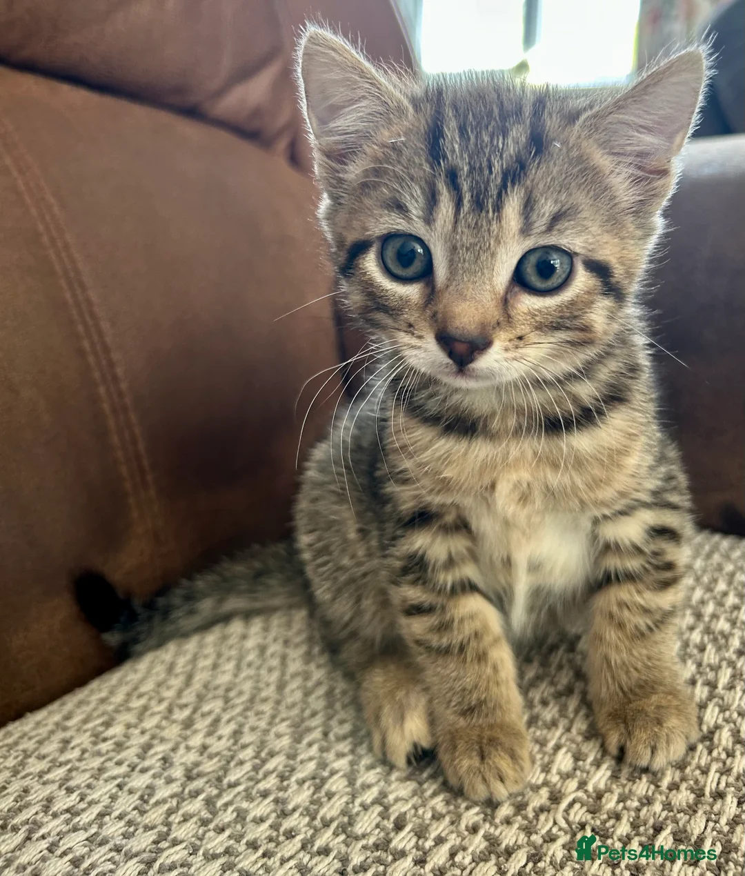 Mixed Breed cats for sale: 4 Beautiful Mixed Breed Kittens.  - Advert 2