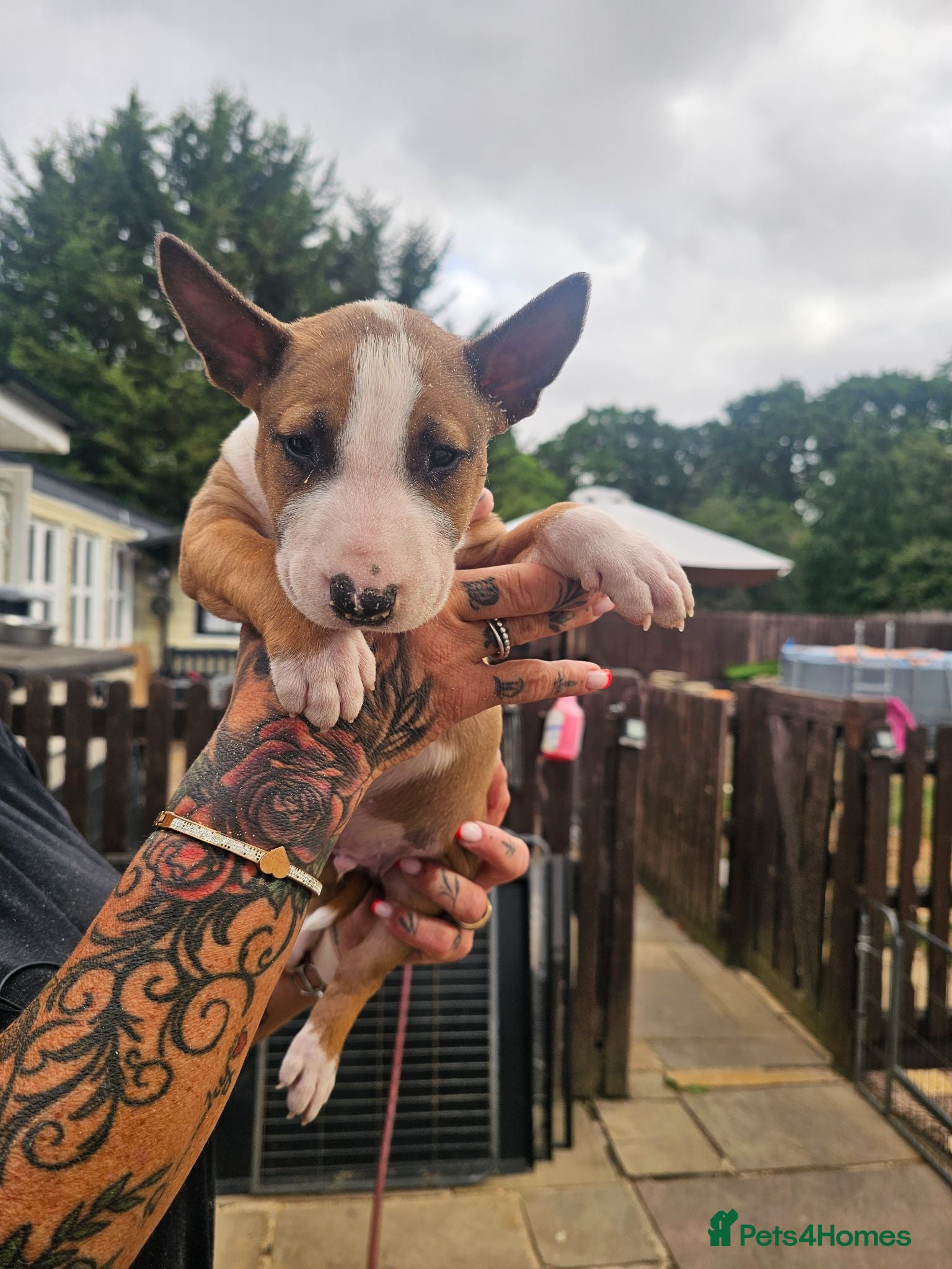 English Bull Terrier dogs English bullterrier pups for sale - Advert 2