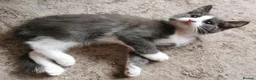 Mixed Breed cats for sale: Maine Coon X kittens in Swindon - Advert 4