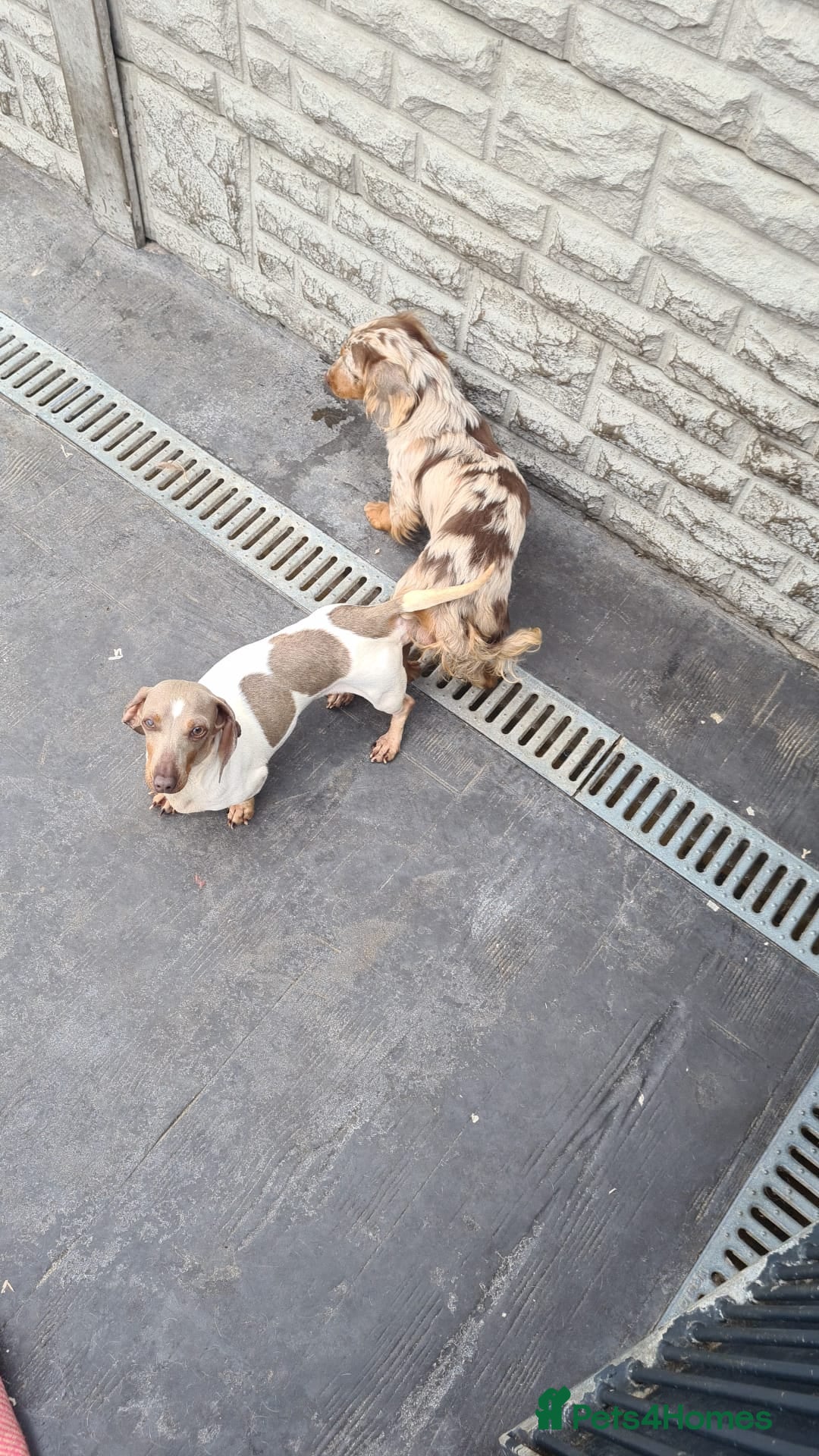 Miniature Dachshund dogs for stud: Tommy Isabella dapple long haired  - Advert 2