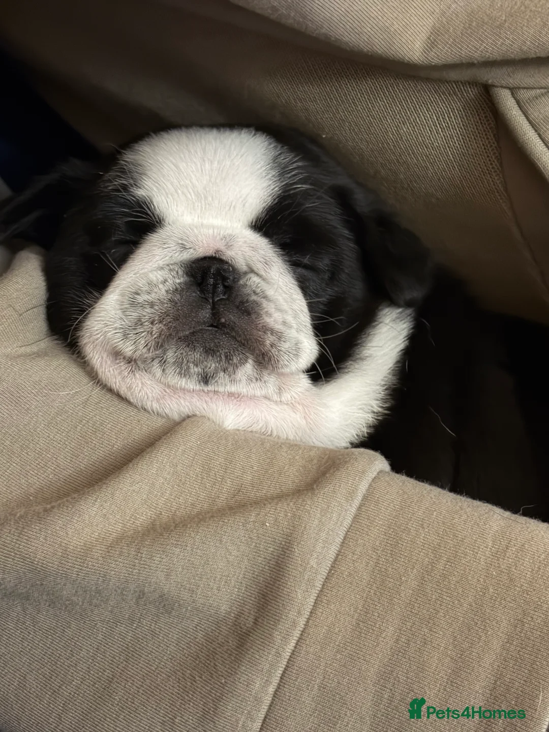 Pug dogs for sale: Beautifull pug pupies looking for a forever sofa in Plymouth - Advert 11