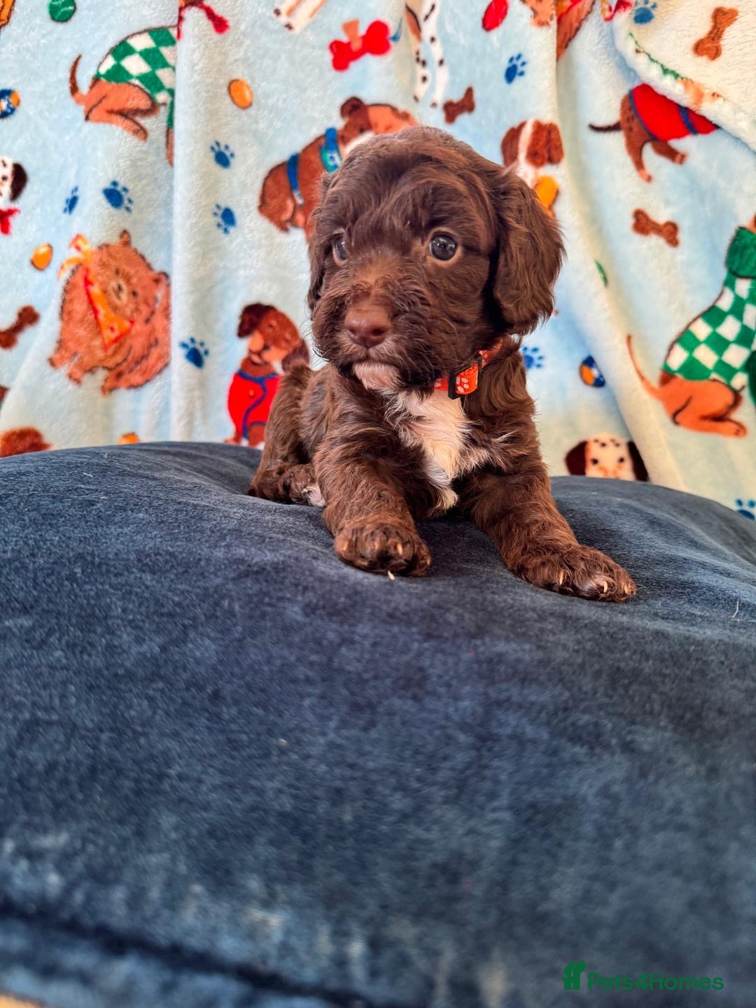 Cockapoo dogs for sale: Exceptional F1 Cockapoo puppies  - Advert 5
