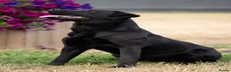 Labrador Retriever dogs for sale: KC Reg Black Labrador Puppies – Only 2 Girls Left! - Advert 26