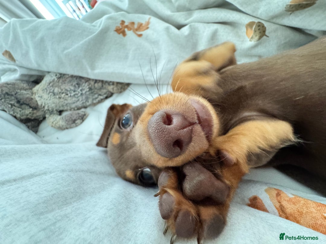 Miniature Dachshund dogs for sale: 2 female miniature dachshunds  - Image 7