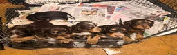 Cocker Spaniel dogs for sale: Cocker spaniel puppies  - Advert 13