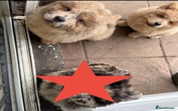 Chow Chow dogs for sale: 2 Beautiful Male Chow Chow Puppies for sale  - Image 9