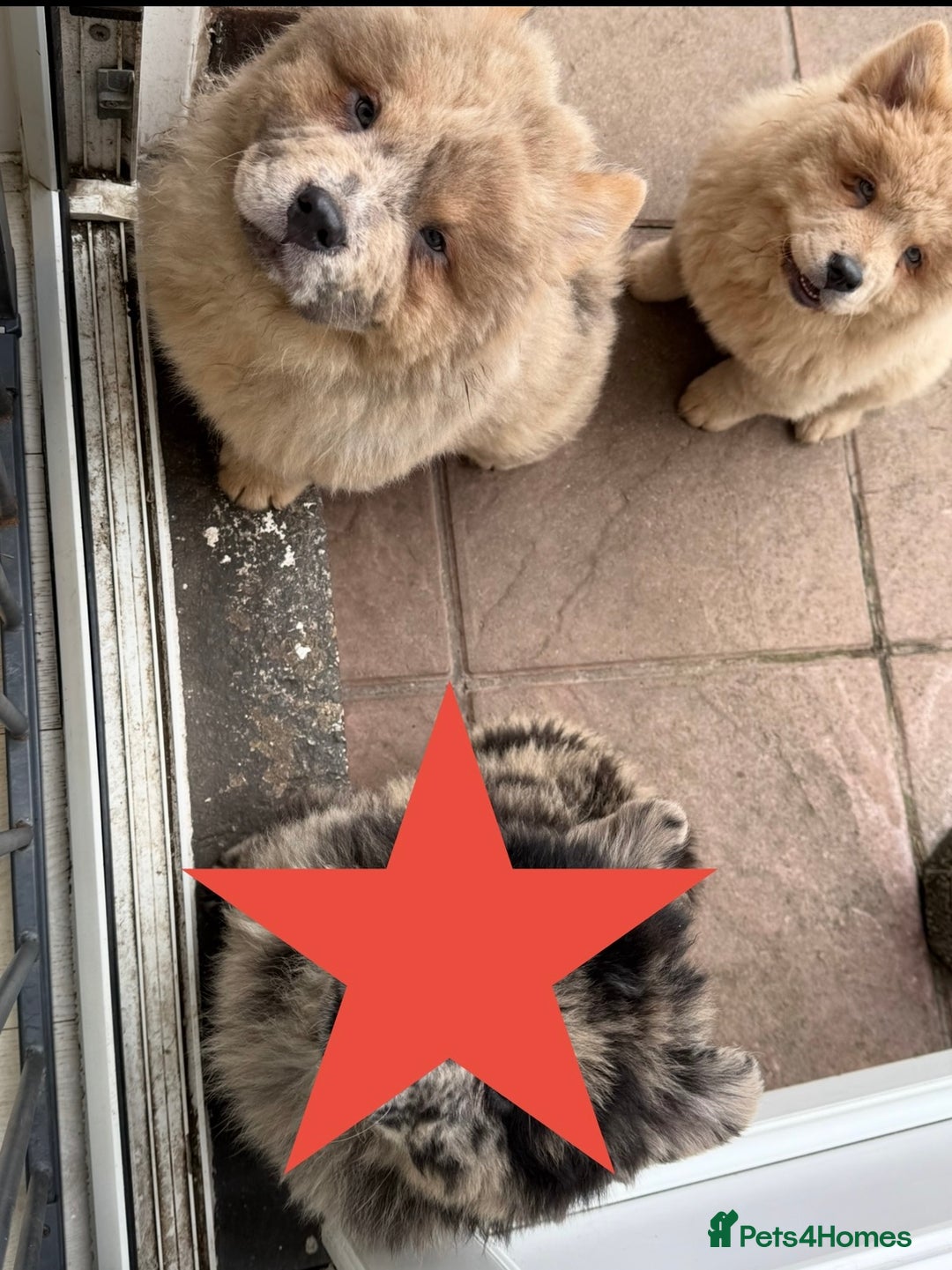 Chow Chow dogs for sale: 2 Beautiful Male Chow Chow Puppies for sale  - Image 9