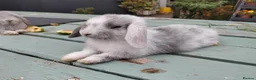 Mixed Breed rabbits for sale: Mixed breed £70 each - Advert 9