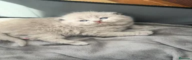 Scottish Fold Kitten 1