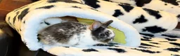 Netherland Dwarf rabbits for sale: Young Netherland dwarf Urgent need of rehoming  - Advert 21