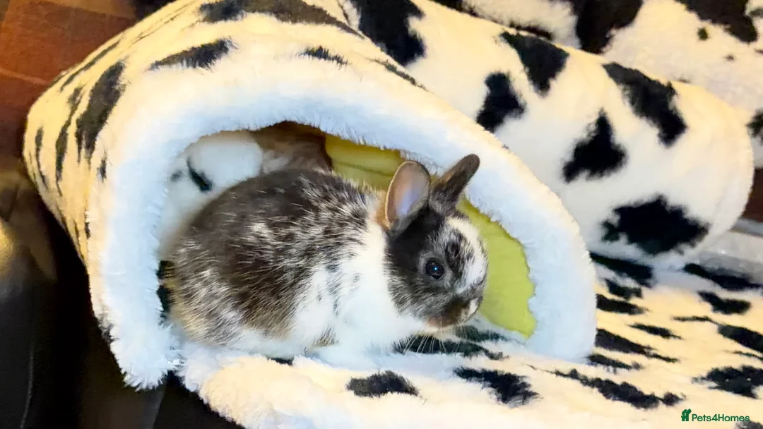 Netherland Dwarf rabbits for sale: Young Netherland dwarf Urgent need of rehoming  - Advert 21