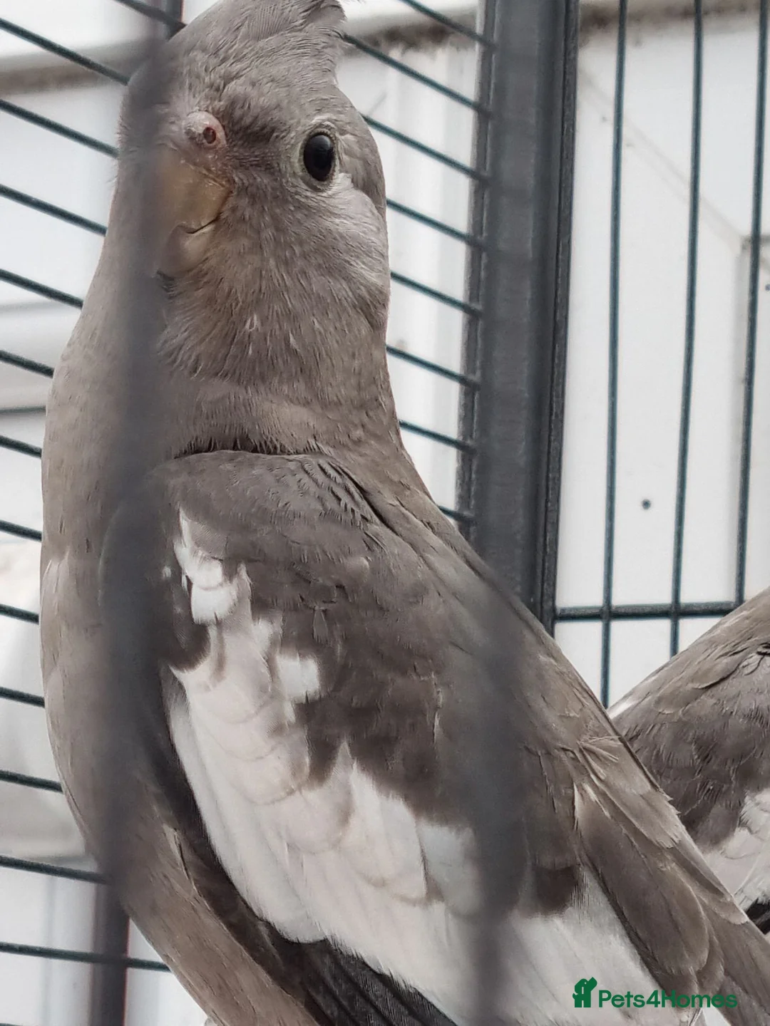Cockatiels birds for sale: Baby  cockatiels.  - Advert 2