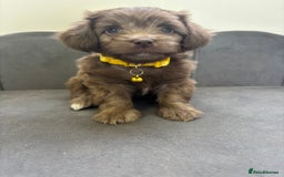 Chipoo dogs for sale: Stunning Chipoo Pups DNA Health Tested - Image 30