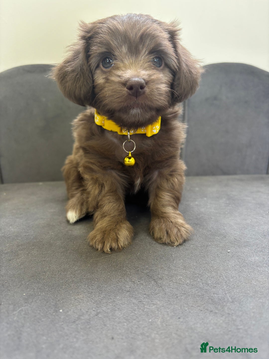 Chipoo dogs for sale: Stunning Chipoo Pups DNA Health Tested - Image 30