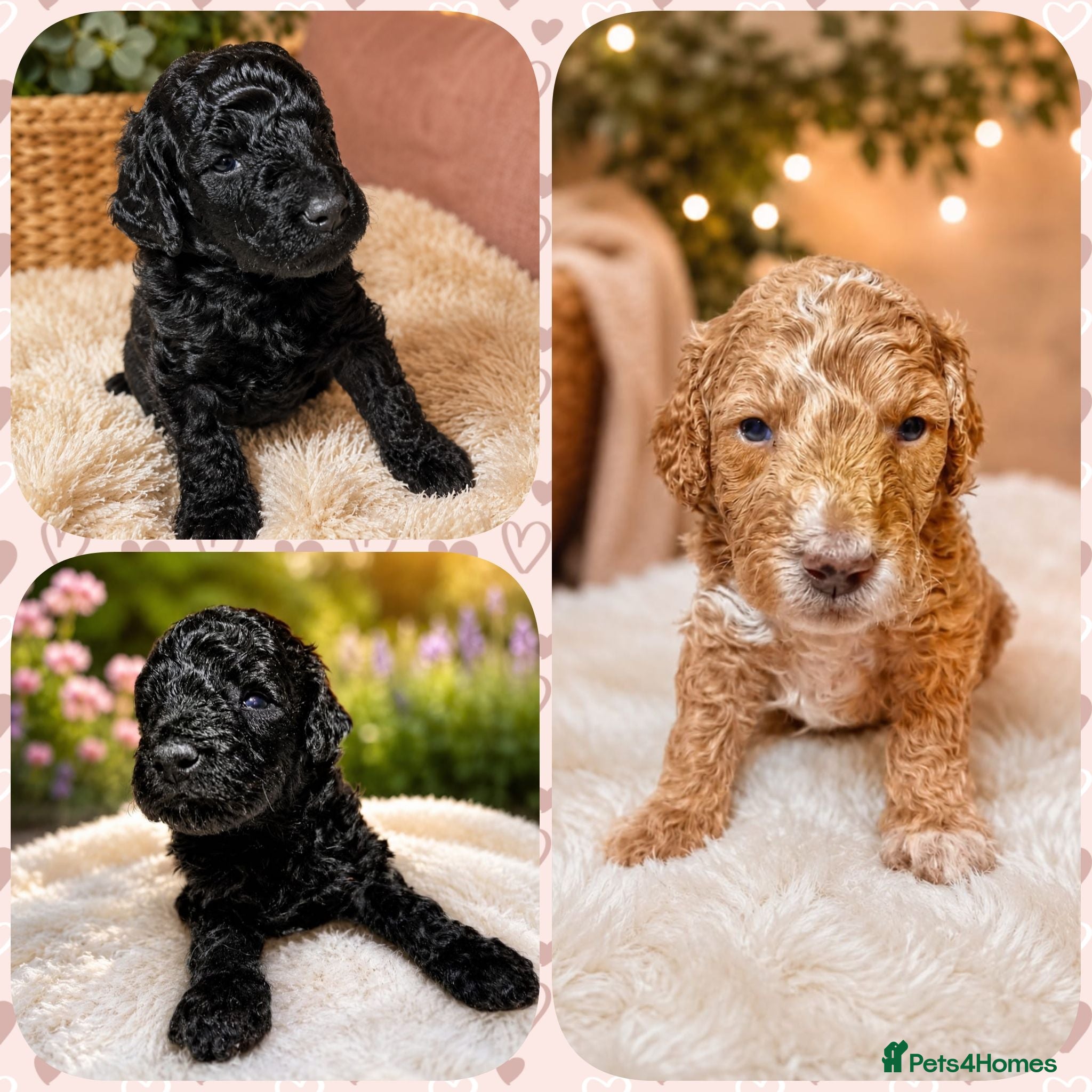 Cockapoo dogs 5⭐️ BEAUTIFUL TOY COCKAPOO PUPPIES⭐️⭐️  - Advert 1