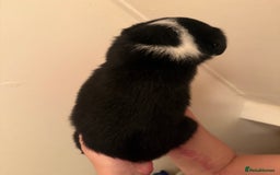 Border Collie dogs for sale: Border collie pups - Image 24