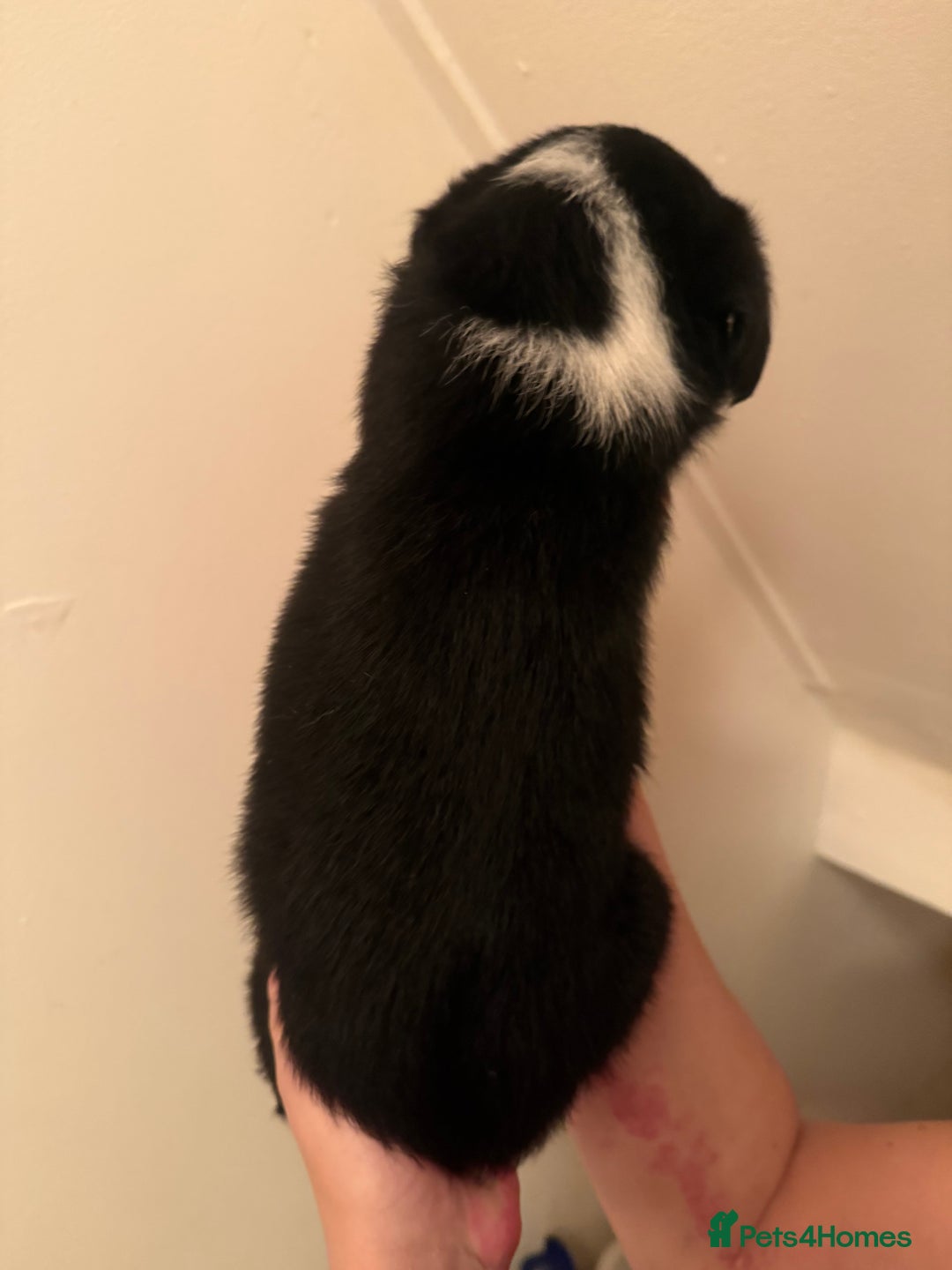 Border Collie dogs for sale: Border collie pups - Image 24