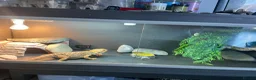 Bearded Dragon reptiles for sale: Bearded dragon and set up in Wilmslow - Advert 4