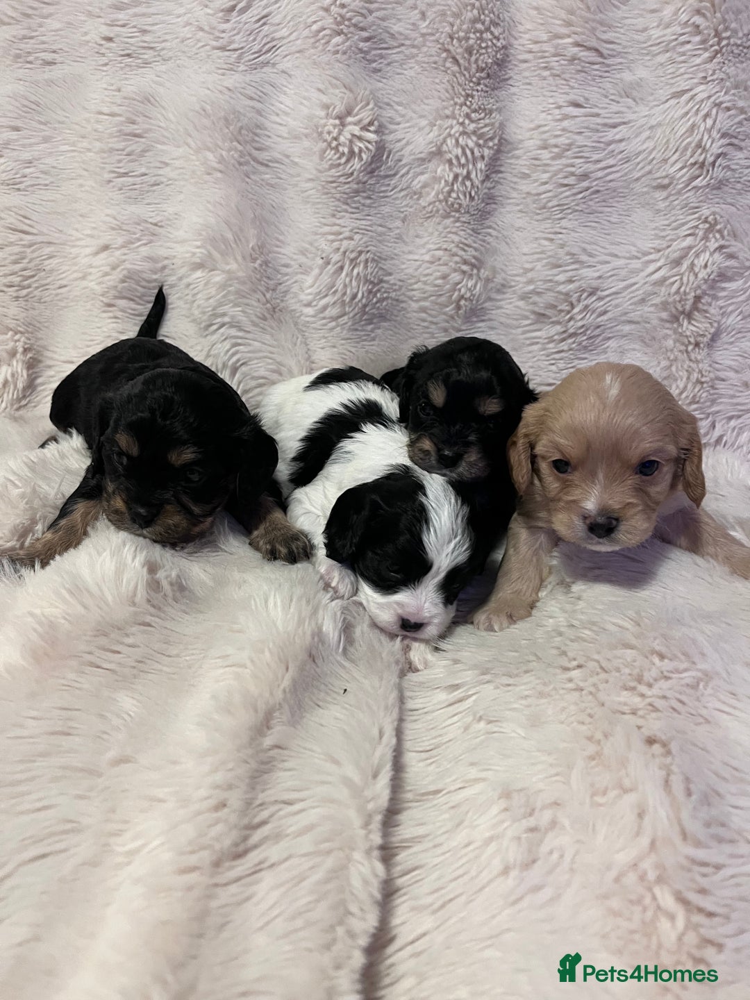 Cavapoo dogs for sale: STUNNING F1b REVERSE Cavapoos - Advert 11