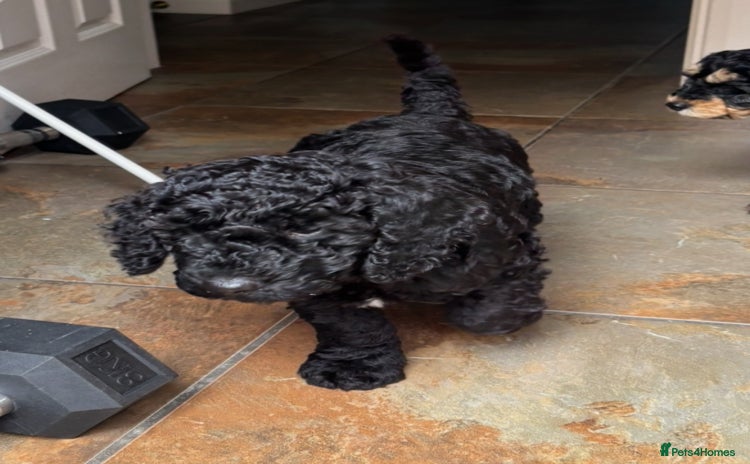 Cockapoo dogs - Advert 4