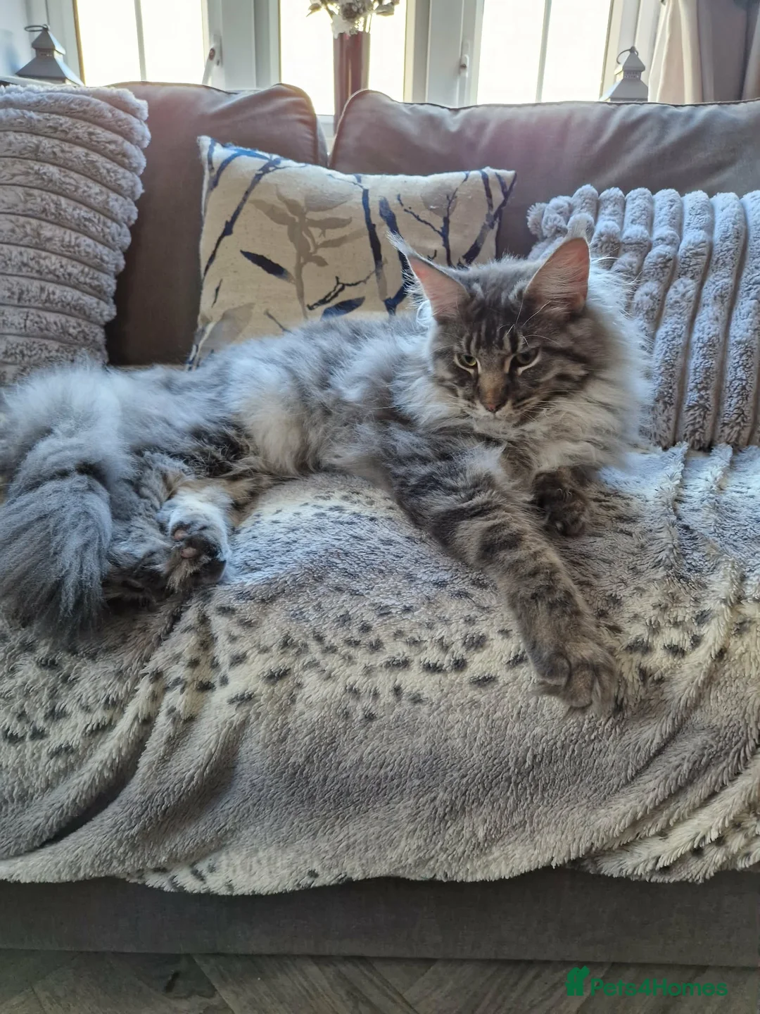 Maine Coon cats for sale: 7 month old Maine coon  - Advert 2