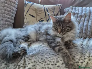 Maine Coon cats 7 month old Maine coon - Advert 3