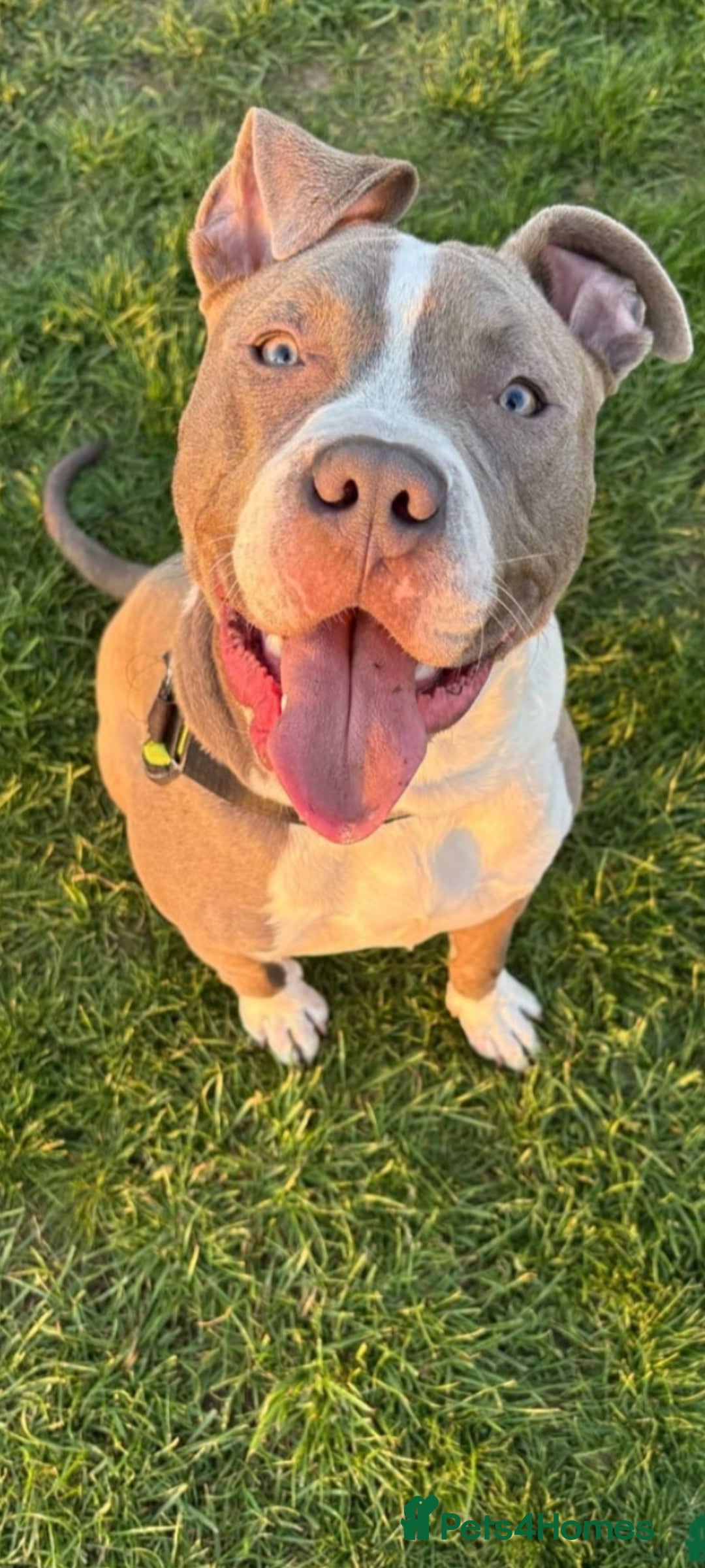 American Bull Staffy dogs American bull staffy  - Advert 10