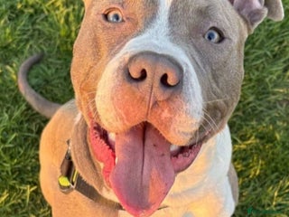 American Bull Staffy dogs American bull staffy - Advert 13