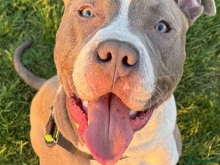 American Bull Staffy dogs American bull staffy - Advert 1