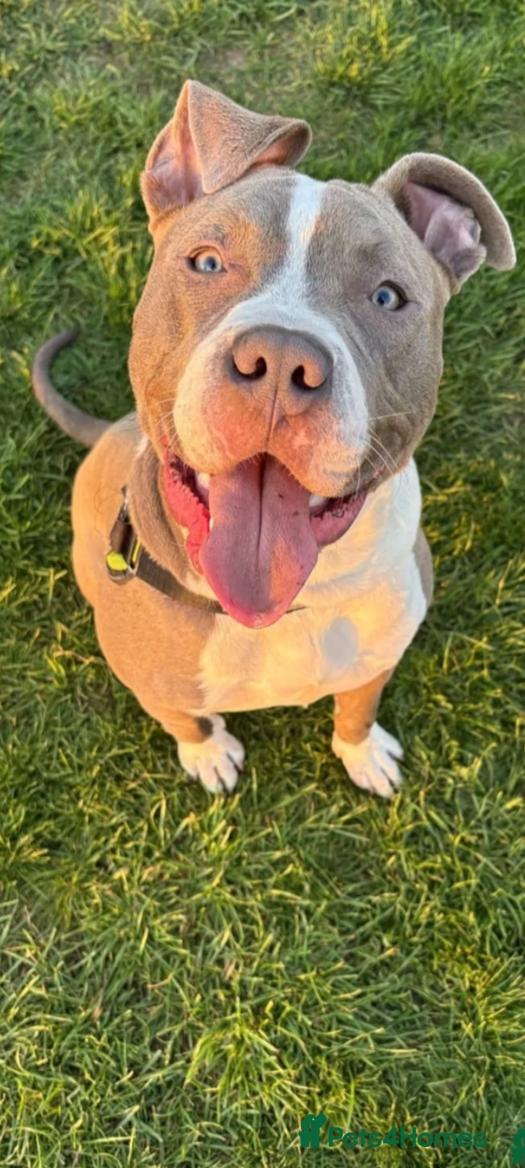 American Bull Staffy dogs for sale: American bull staffy  - Advert 1