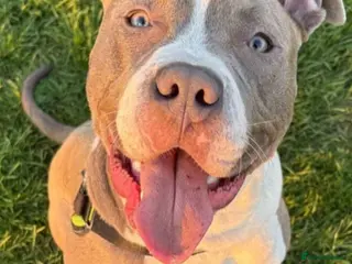 American Bull Staffy dogs American bull staffy - Advert 1