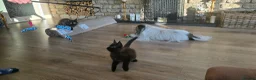 Maine Coon cats for sale: Beautiful Smoke kitten in Grantham - Advert 4