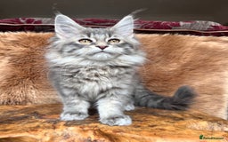 Maine Coon cats for sale: 🏆 PEDIGREE MAINE COON KITTENS GCCF 🏆  - Image 10