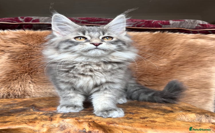 Maine Coon cats - Advert 10
