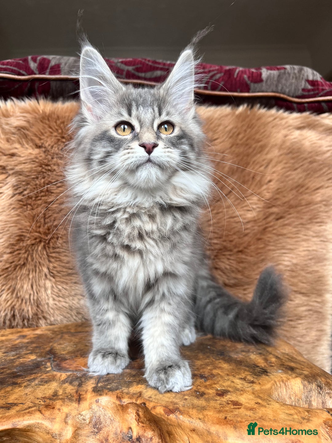 Maine Coon cats for sale: 🏆 PEDIGREE MAINE COON KITTENS GCCF 🏆  - Image 10