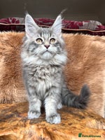 Maine Coon cats - Advert 16