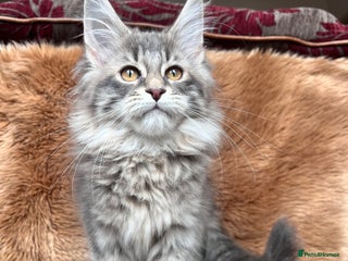 Maine Coon cats - Advert 2