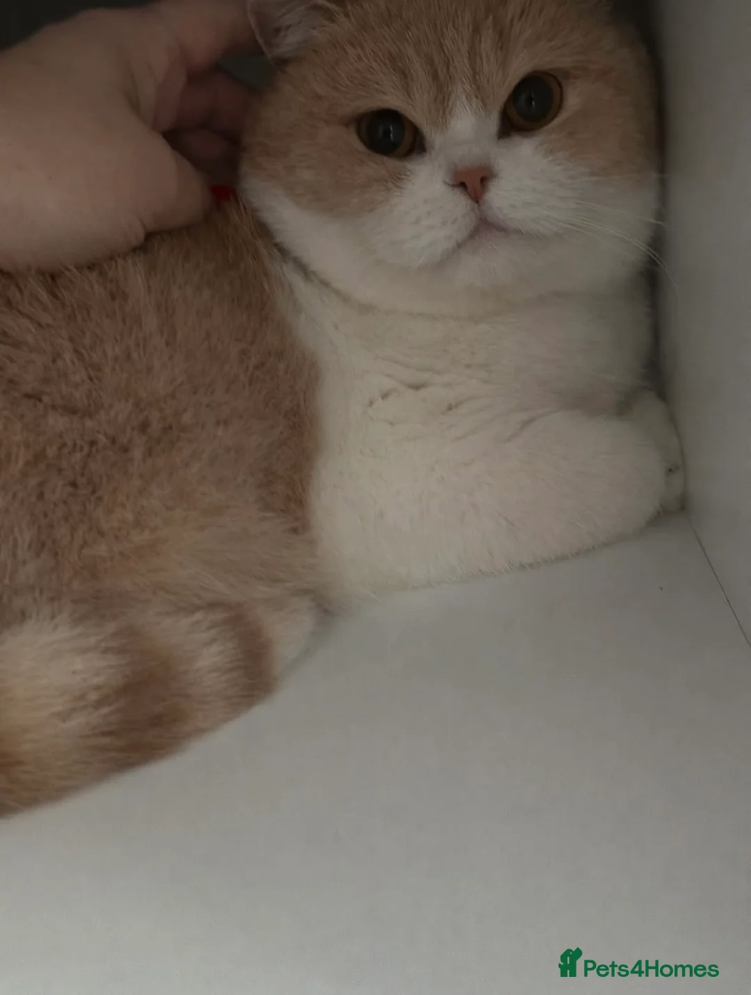 British Shorthair cats for sale: GCCF registered Cream and White BsH Female  - Advert 6