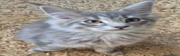 Maine Coon cats for sale: Maine coon kittens  - Advert 34