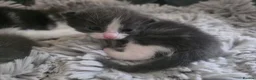 Mixed Breed cats for sale: LITTLE ROYALS READY TO FIND THEIR FOREVER HOMES 🐾 - Advert 7