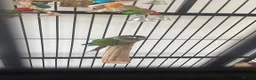 Conures birds for sale: Green Cheeked Conure Parrot - Advert 2