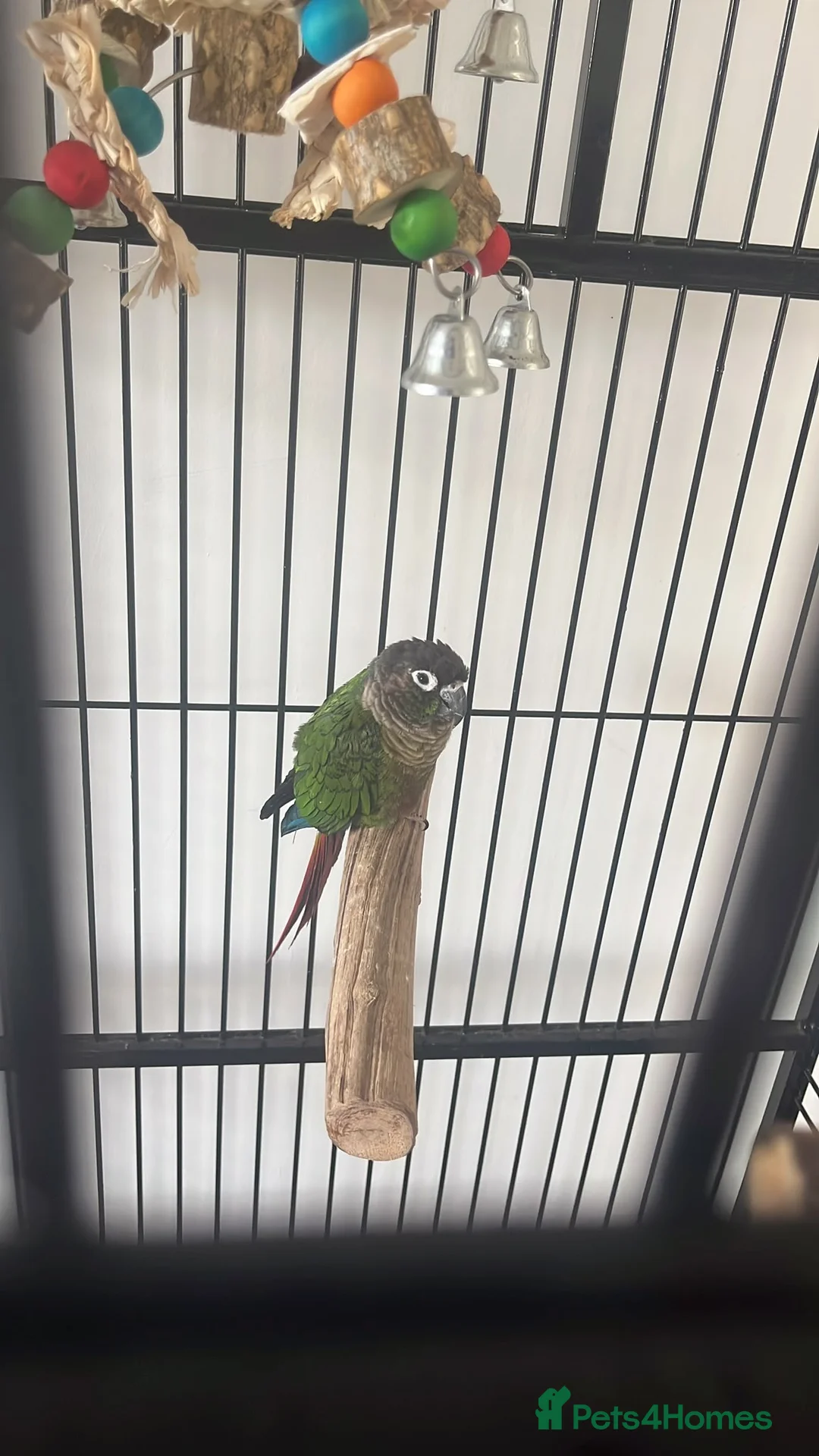 Conures birds for sale: Green Cheeked Conure Parrot - Advert 2