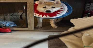 Japanese Akita Inu dogs - Advert 5