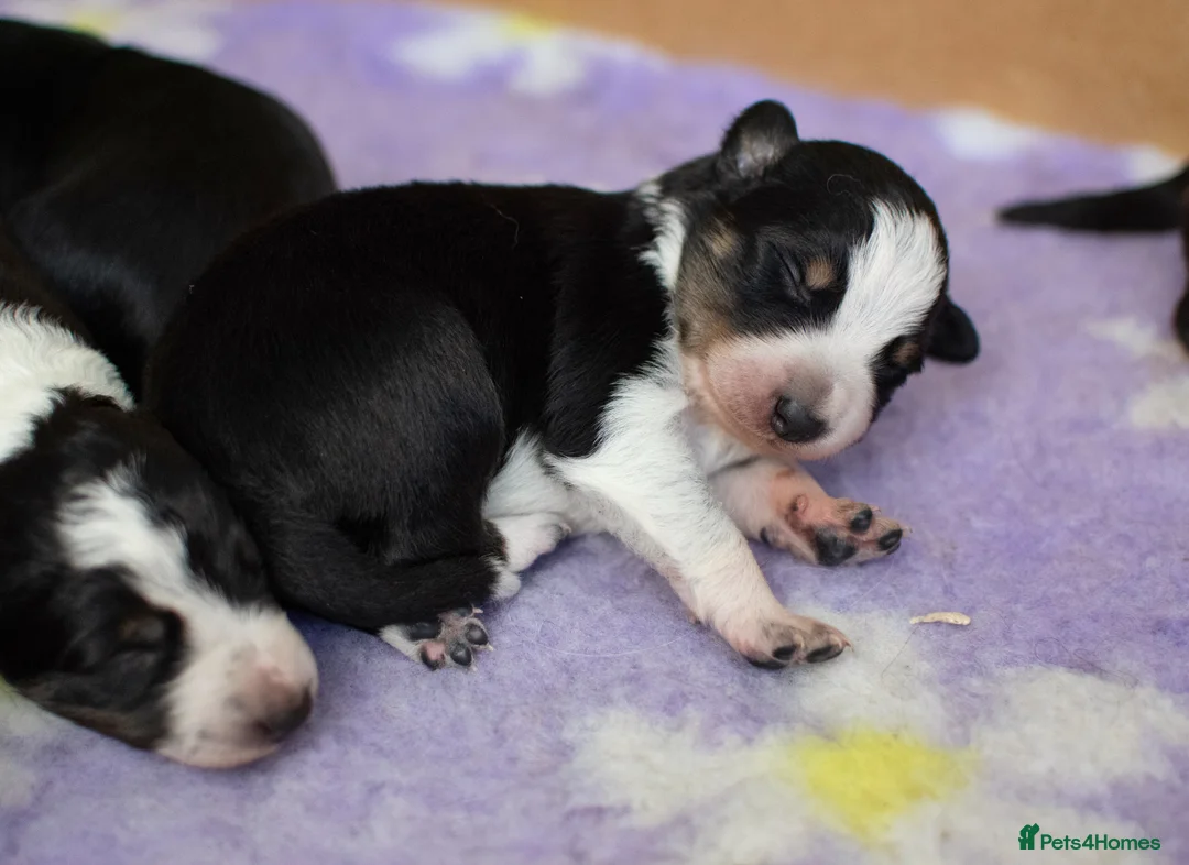 Border Collie dogs for stud: DNA clear proven Border Collie stud  in Treorchy - Advert 5