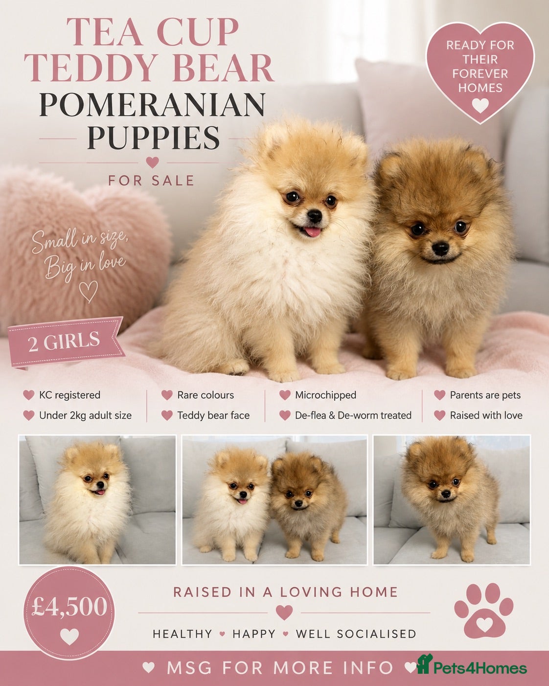Pomeranian dogs Show Class MINI TOY POMERANIAN puppies for sale! - Advert 9