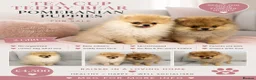 Pomeranian dogs for sale: Show Class MINI TOY POMERANIAN puppies for sale! - Advert 1