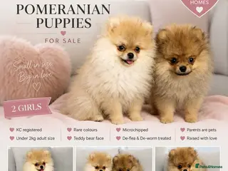 Pomeranian dogs Show Class MINI TOY POMERANIAN puppies for sale! - Advert 2