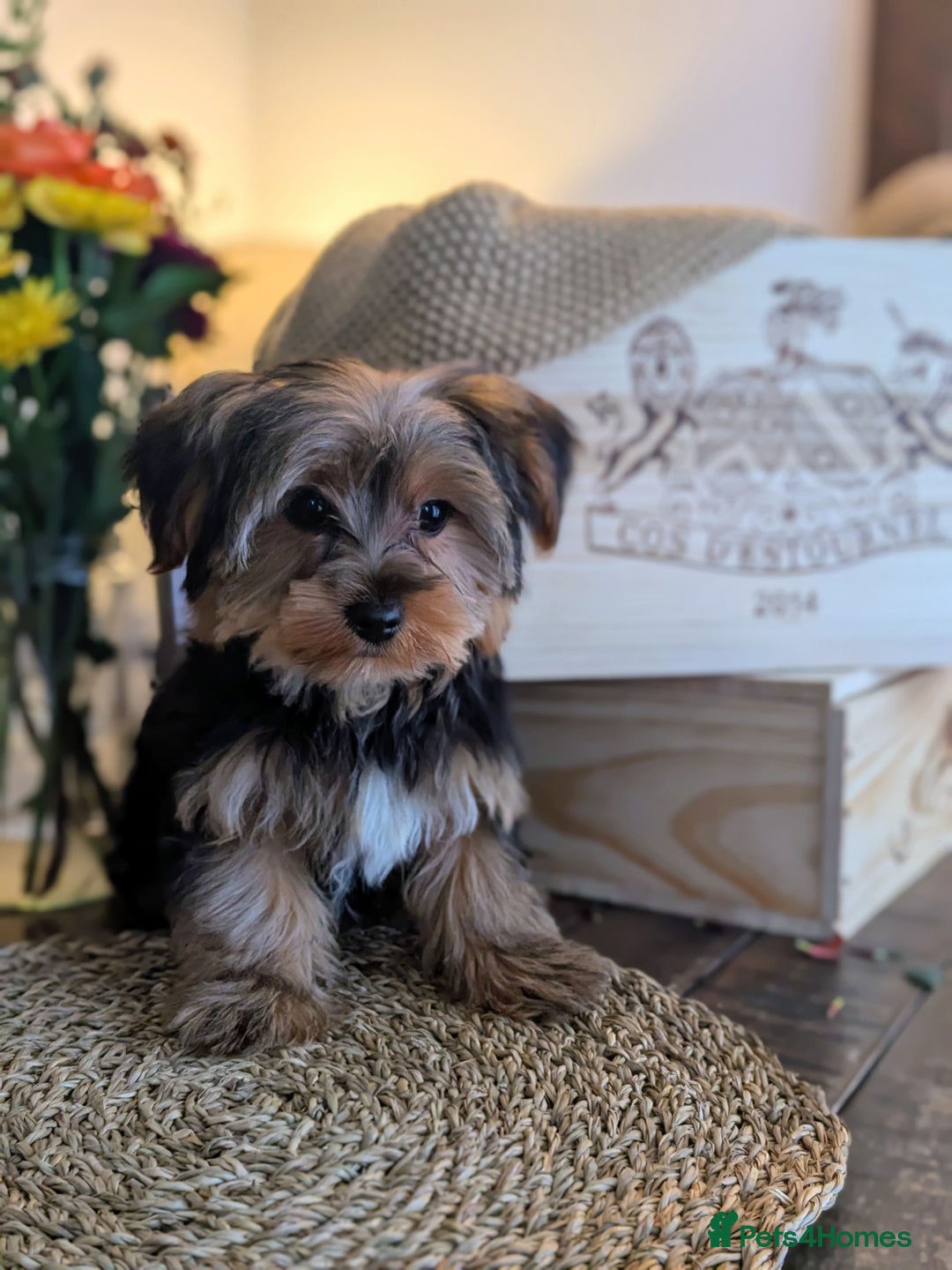 Yorkshire Terrier dogs for sale: 2 Biewer Yorkshire Terrier Boys – Ready Now! - Advert 24
