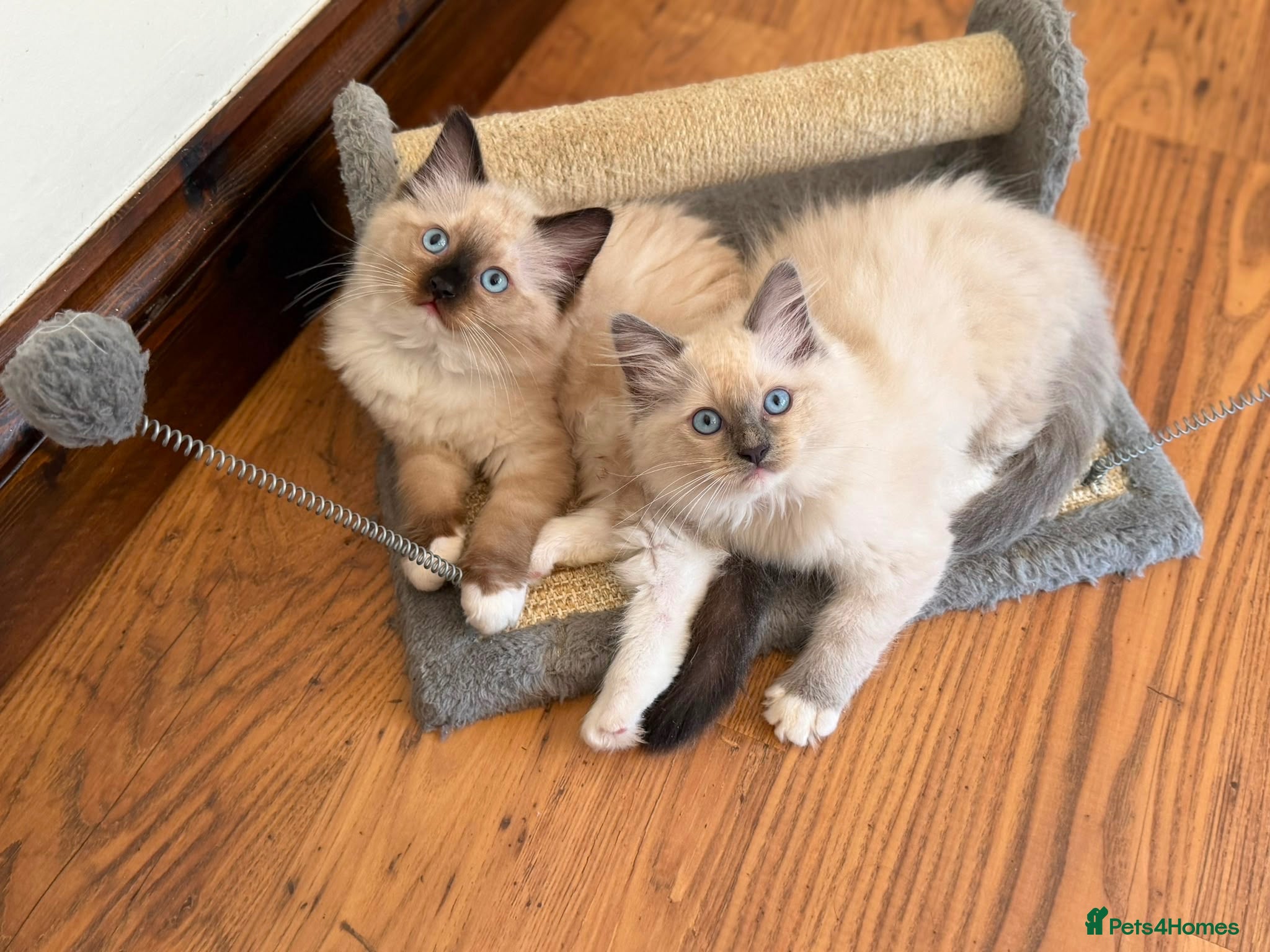 Ragdoll cats 🐾 Ragdoll Kittens 🐾 - Advert 12